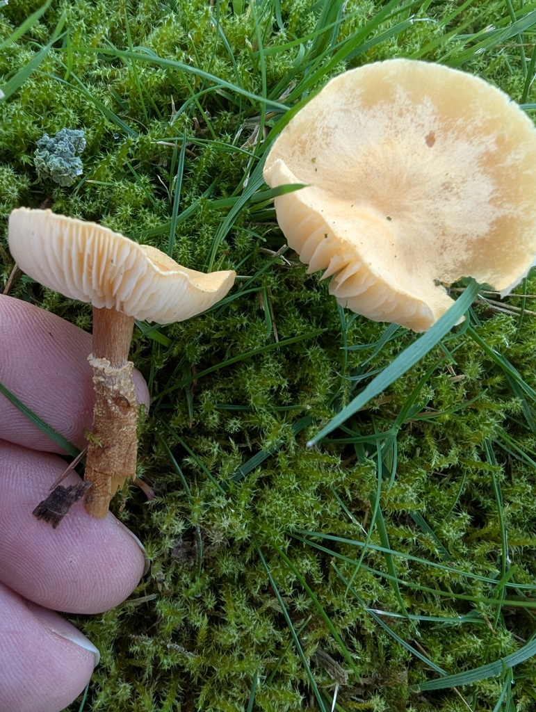 Cystoderma amianthinum · November 2025 · photo: © ohwhen (iNaturalist, cc-by)