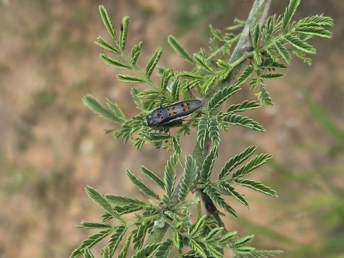 Agrilus dewetti