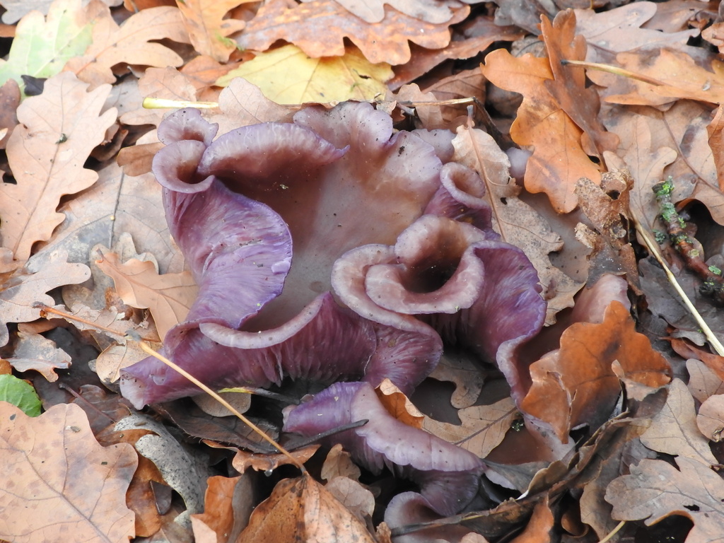Collybia sordida · November 2025 · photo: © cryptomarasmius (iNaturalist, cc-by)