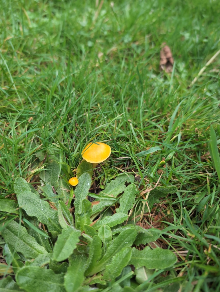 Hygrocybe ceracea · November 2025 · photo: © nenp_hps (iNaturalist, cc0)