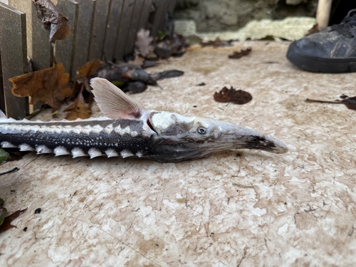 Starry sturgeon (Acipenser stellatus) — Acipenseridae — 3