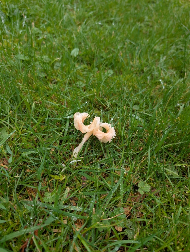 Porpolomopsis calyptriformis · November 2025 · photo: © nenp_hps (iNaturalist, cc0)