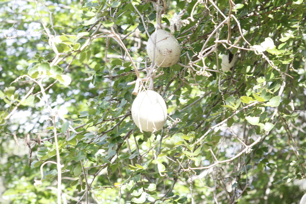 Cucurbita lundelliana (Cucurbita lundelliana)