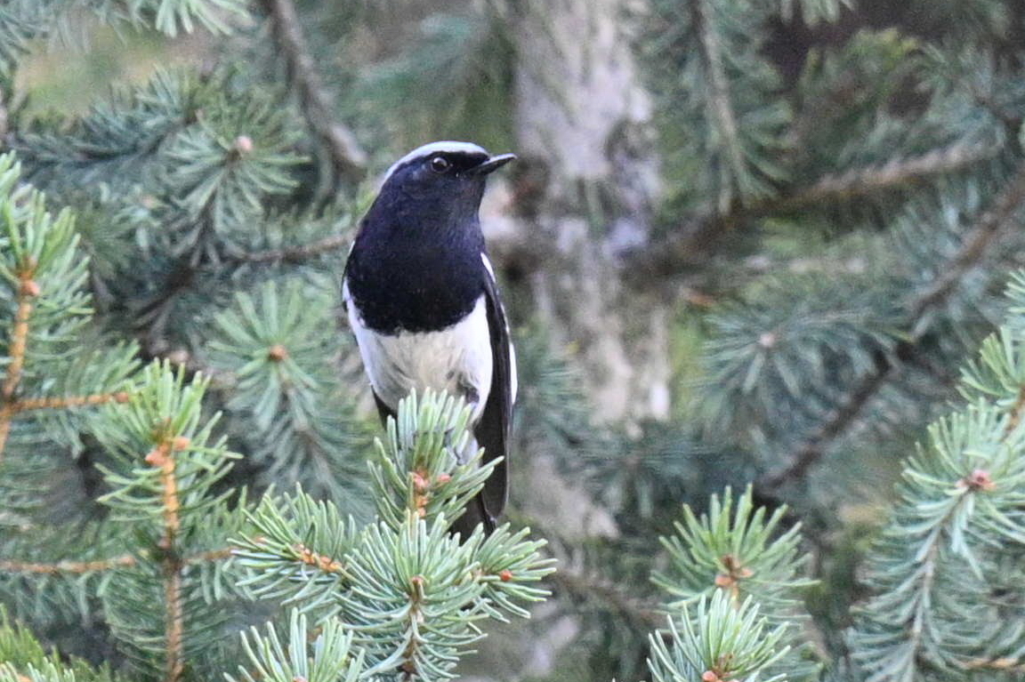 Blue-capped Redstart
