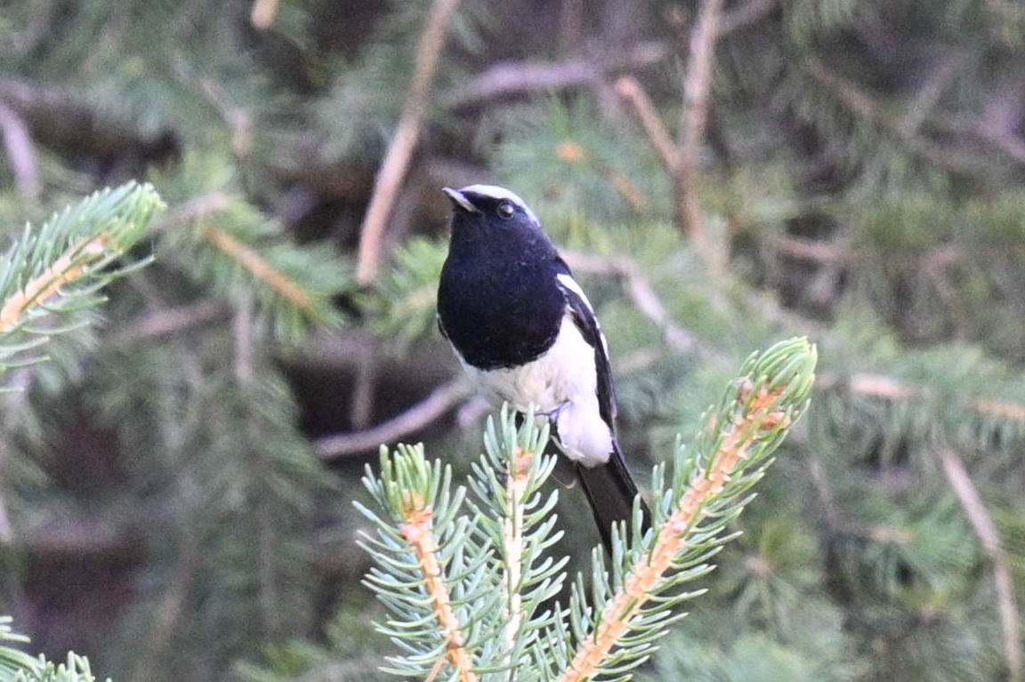 Blue-capped Redstart