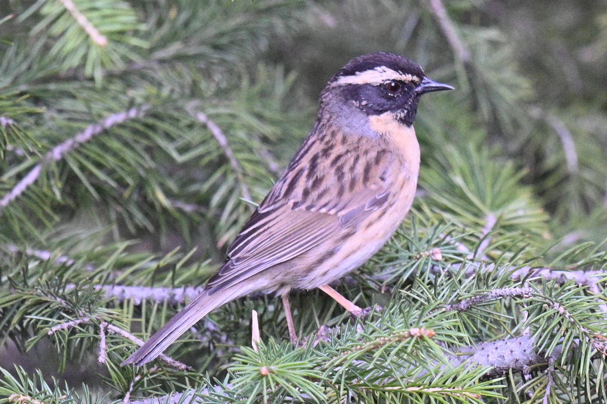 Black-throated Accentor