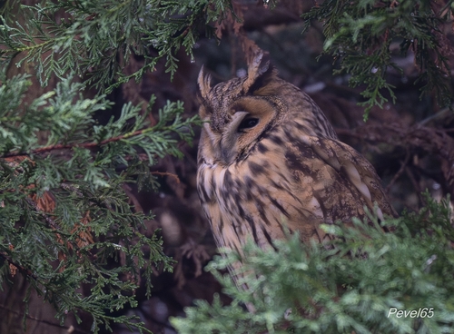 View observation of {o.common_name} on iNaturalist