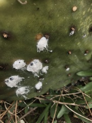 Dactylopius confusus