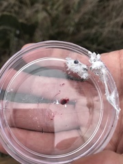 Dactylopius confusus