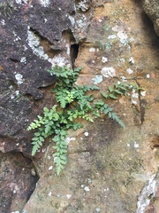 Asplenium bradleyi