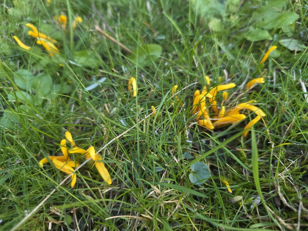 Clavulinopsis helvola · November 2025 · photo: © nicola35 (iNaturalist, cc-by)