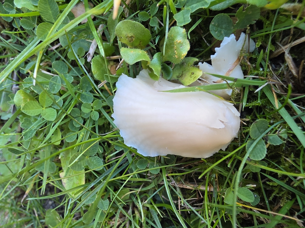 Cuphophyllus virgineus · November 2025 · photo: © nicola35 (iNaturalist, cc-by)
