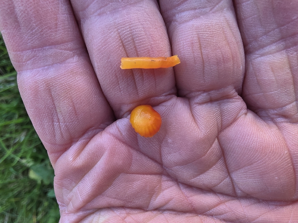 Hygrocybe insipida · November 2025 · photo: © nicola35 (iNaturalist, cc-by)