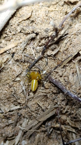 Alpaida rubellula