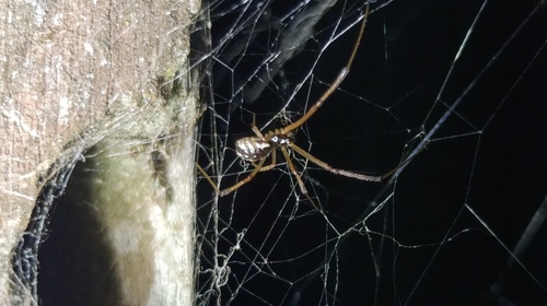 Brown Widow