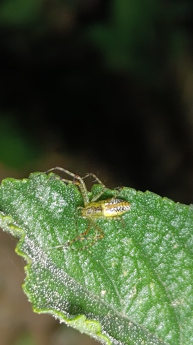 Peucetia flava
