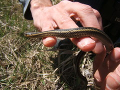 Thamnophis butleri