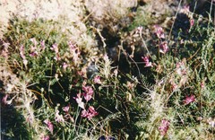 Onobrychis stenorhiza