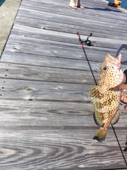 Epinephelus guttatus
