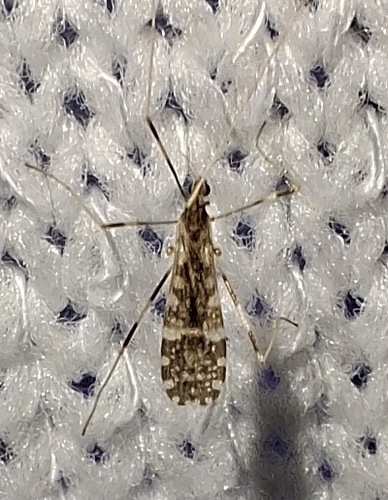 Unknown species found near Woodworth, LA 71485, USA