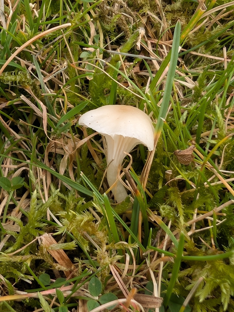 Cuphophyllus virgineus · November 2025 · photo: © markbreaks (iNaturalist, cc-by)