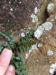 Asplenium bradleyi