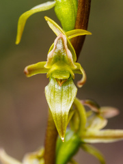 Prasophyllum rostratum