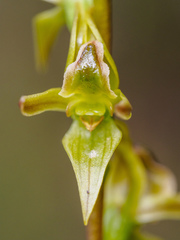 Prasophyllum rostratum