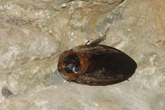 Blaberus craniifer