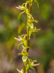 Prasophyllum rostratum