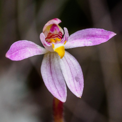 Caladenia campbellii