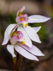 Caladenia campbellii