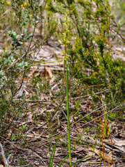 Prasophyllum rostratum