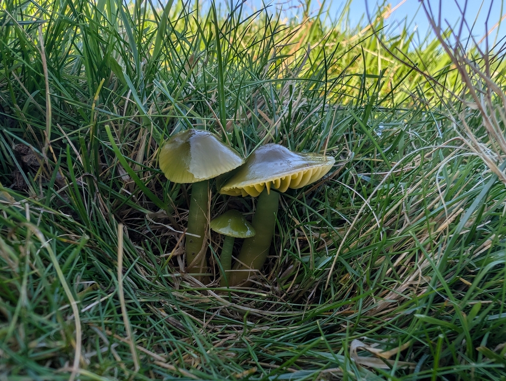 Gliophorus psittacinus · November 2025 · photo: © markbreaks (iNaturalist, cc-by)