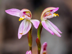 Caladenia campbellii