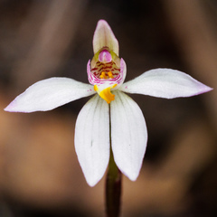 Caladenia campbellii