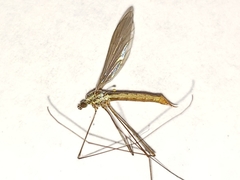 Gonomyia puer
