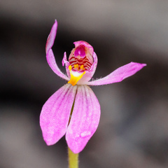 Caladenia campbellii