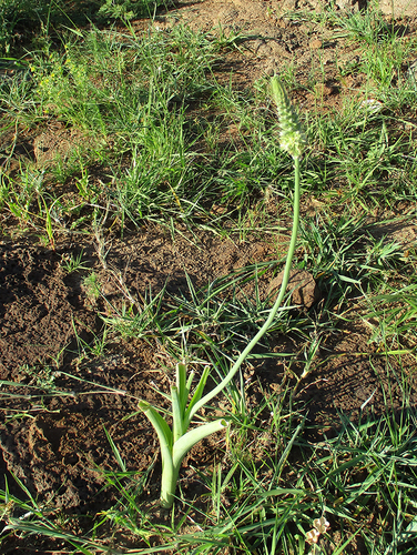 Albuca virens