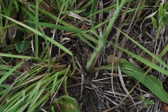Hieracium commersonii