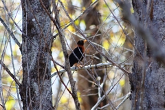 Turdus rufitorques