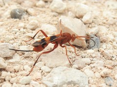 Compsocryptus texensis