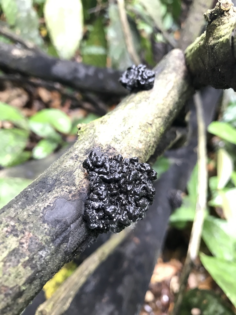 Tremella indurata