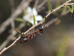 Myrmecia pulchra