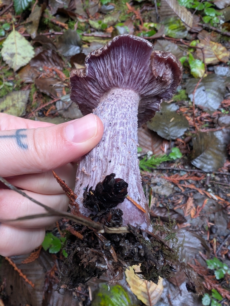 Laccaria amethysteo-occidentalis · November 2025 · photo: © simonele (iNaturalist, cc-by)