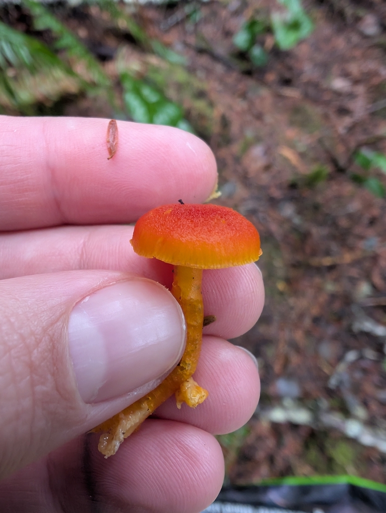 Hygrocybe constans · November 2025 · photo: © simonele (iNaturalist, cc-by)