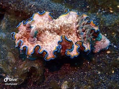 Glossodoris