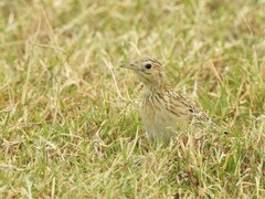 Anthus spragueii