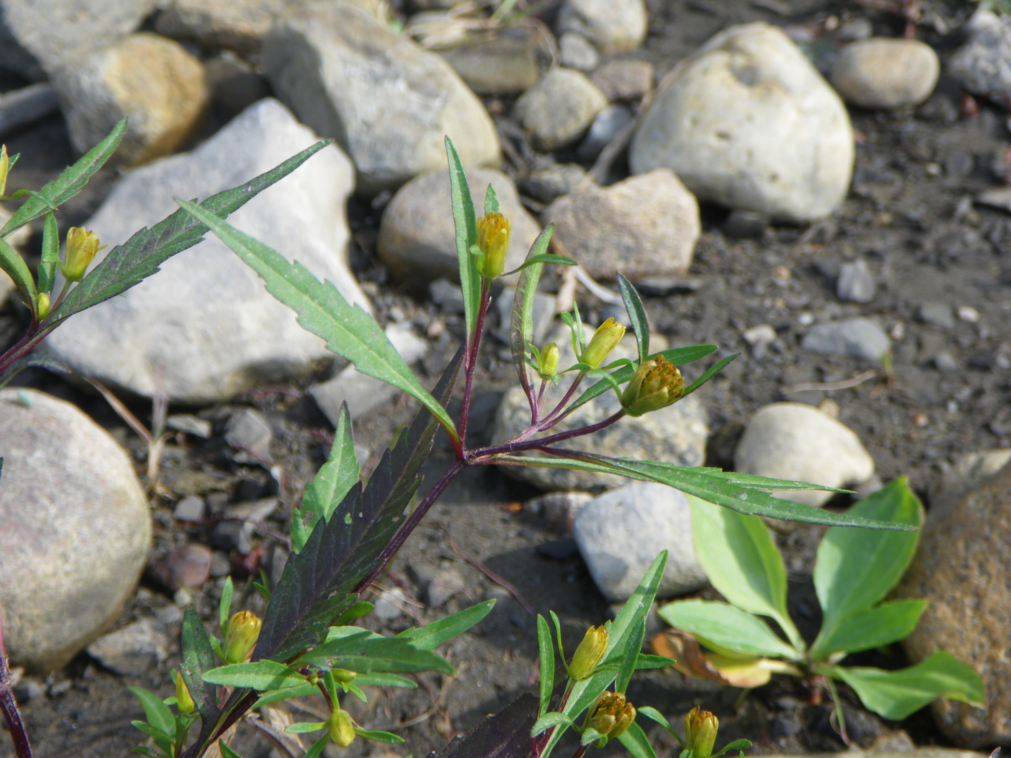 Bidens eatonii
