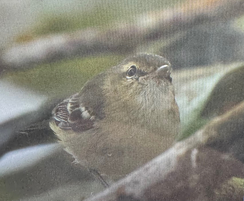 Choco Vireo (Vireo masteri)